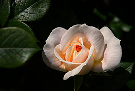 Bernhard Saalfeld - Gartenrose (3v9)